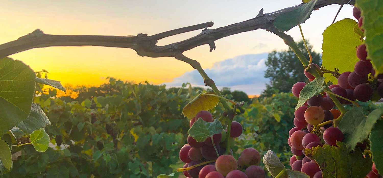 Mississippi Valley Wine Trail Guide | See Quincy IL, image size:1500x700