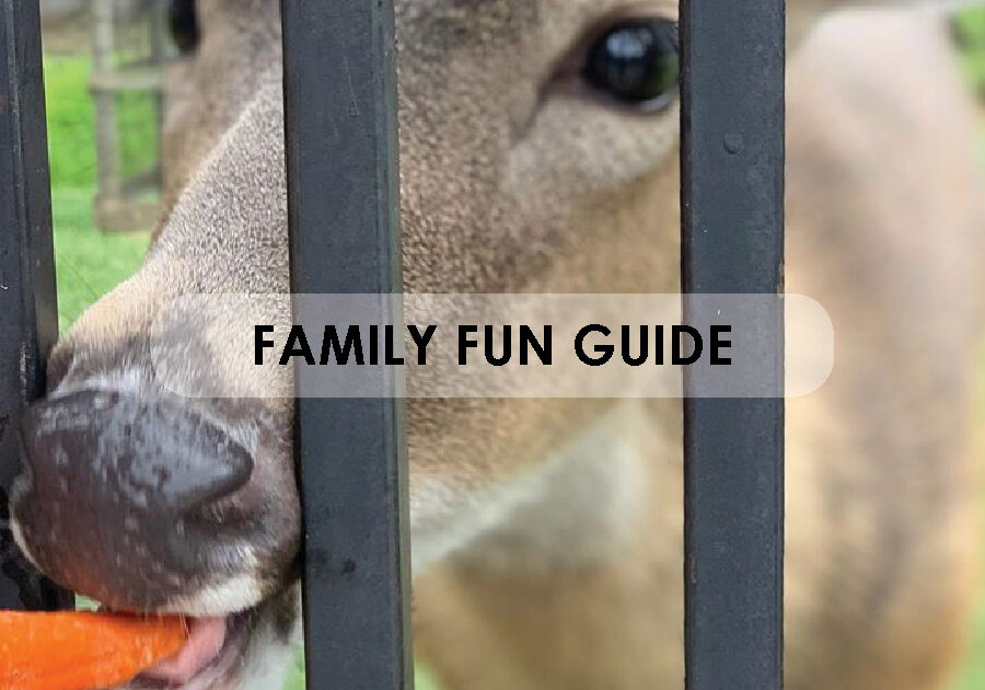 fam fun guide_guide box