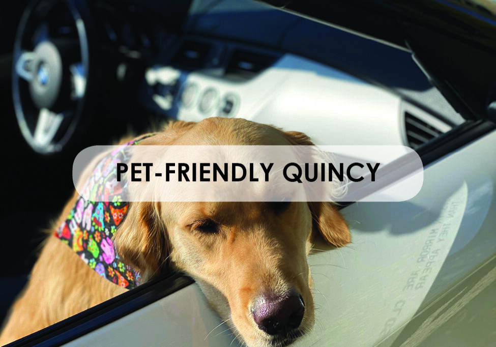 pet friendly_guide box