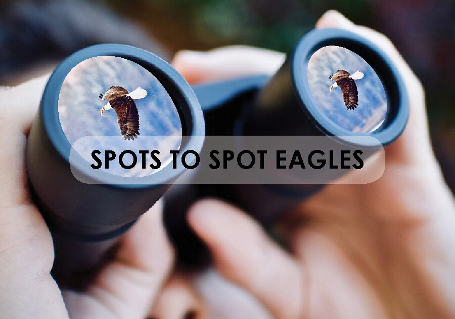 spots to spot eagles_guide box